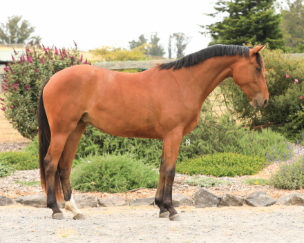 HorseID: 2299872 Casey - PhotoID: 1081210