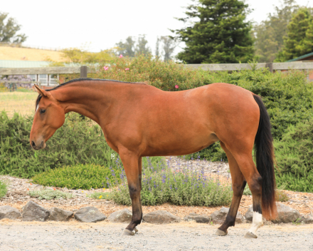 HorseID: 2299872 Casey - PhotoID: 1081211