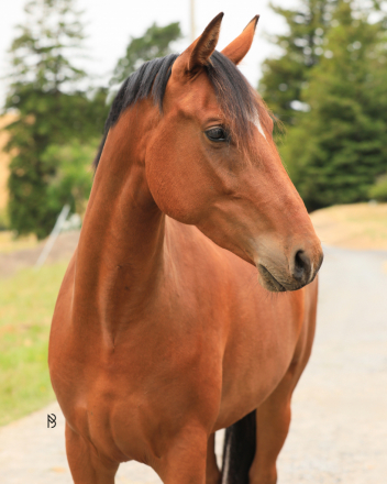 HorseID: 2299872 Casey - PhotoID: 1081212