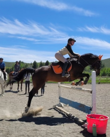 HorseID: 2299876 USA Romeo - PhotoID: 1081243