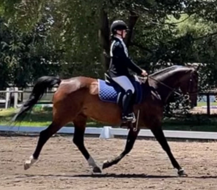 HorseID: 2299876 USA Romeo - PhotoID: 1081244