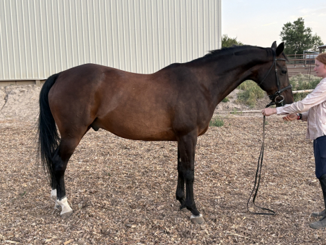 HorseID: 2299876 USA Romeo - PhotoID: 1081245