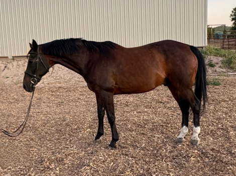 HorseID: 2299876 USA Romeo - PhotoID: 1081246