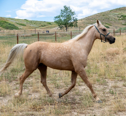 HorseID: 2299889 Toolegittoquit - PhotoID: 1081222