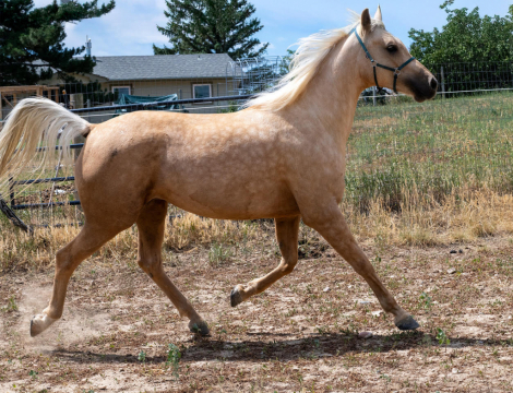 HorseID: 2299889 Toolegittoquit - PhotoID: 1081223