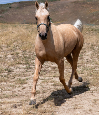 HorseID: 2299889 Toolegittoquit - PhotoID: 1081224