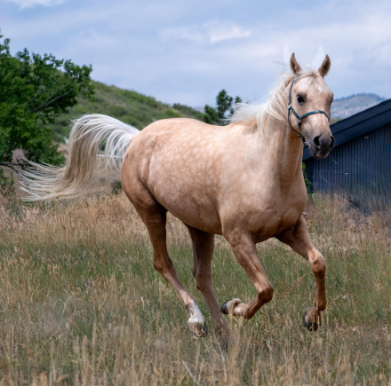 HorseID: 2299889 Toolegittoquit - PhotoID: 1081225