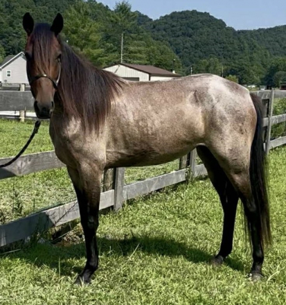 HorseID: 2299891 A Hotshot Tequila- STUNNING BAY ROAN RACKING MARE! - PhotoID: 1081227
