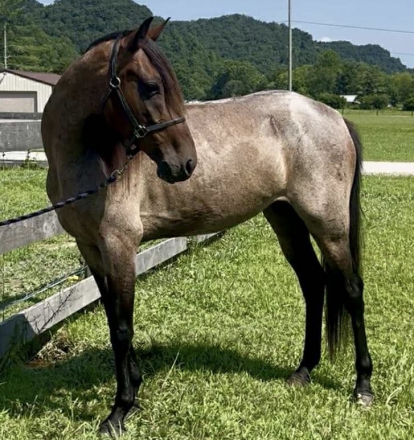 HorseID: 2299891 A Hotshot Tequila- STUNNING BAY ROAN RACKING MARE! - PhotoID: 1081228