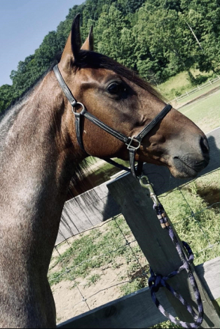 HorseID: 2299891 A Hotshot Tequila- STUNNING BAY ROAN RACKING MARE! - PhotoID: 1081229