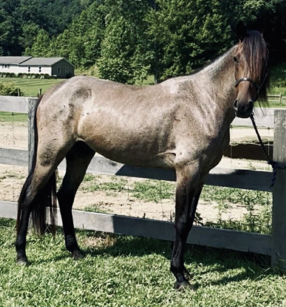 HorseID: 2299891 A Hotshot Tequila- STUNNING BAY ROAN RACKING MARE! - PhotoID: 1081230