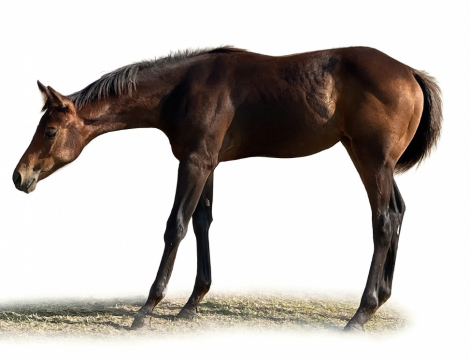 HorseID: 2299893 SeriousSouthernBlues - PhotoID: 1081231