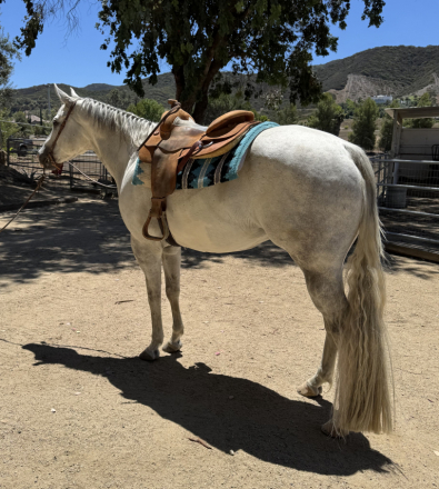 HorseID: 2299946 Stonewash Jeans - PhotoID: 1081302