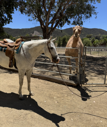 HorseID: 2299946 Stonewash Jeans - PhotoID: 1081303