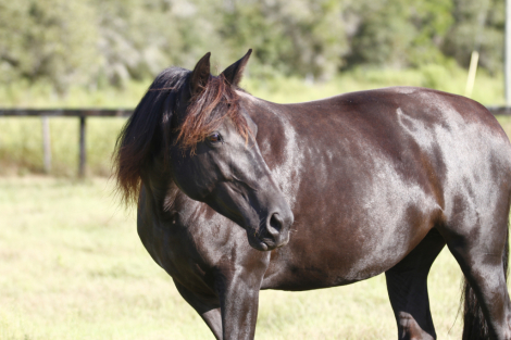 HorseID: 2299963 Zorra - PhotoID: 1081323