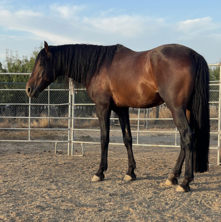 HorseID: 2299968 El Cardenal Del Noble - PhotoID: 1081325
