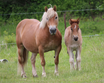 HorseID: 2299977 Half Gypsy Vanner Half Haflinger Filly - PhotoID: 1081339