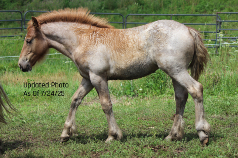 HorseID: 2299977 Half Gypsy Vanner Half Haflinger Filly - PhotoID: 1081340
