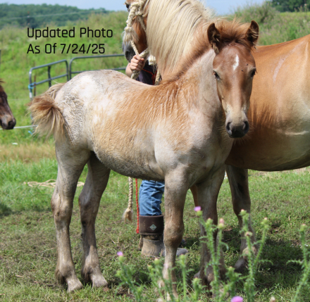 HorseID: 2299977 Half Gypsy Vanner Half Haflinger Filly - PhotoID: 1081341