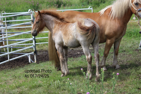 HorseID: 2299977 Half Gypsy Vanner Half Haflinger Filly - PhotoID: 1081342