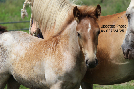 HorseID: 2299977 Half Gypsy Vanner Half Haflinger Filly - PhotoID: 1081343