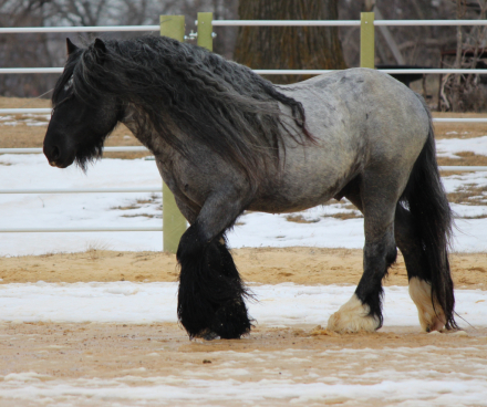 HorseID: 2299977 Half Gypsy Vanner Half Haflinger Filly - PhotoID: 1081344