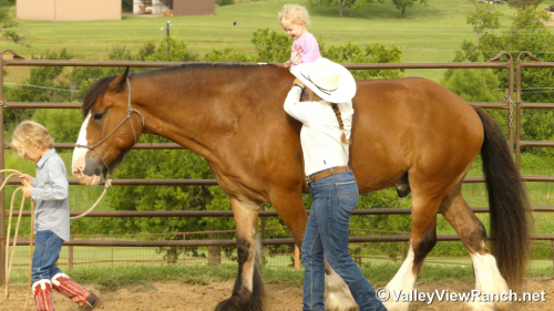 HorseID: 2299988 Merlin Tir Na Nog Mad Dog Mattis - PhotoID: 1081349