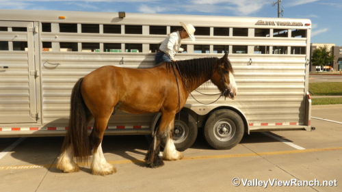 HorseID: 2299988 Merlin Tir Na Nog Mad Dog Mattis - PhotoID: 1081351