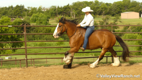 HorseID: 2299988 Merlin Tir Na Nog Mad Dog Mattis - PhotoID: 1081353