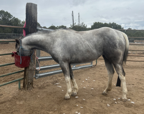 HorseID: 2299996 Smart Cowgirl - PhotoID: 1081362