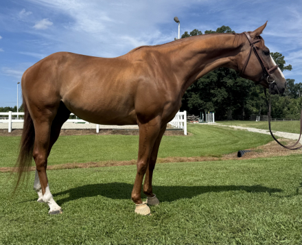 HorseID: 2300001 Sir Gawain - PhotoID: 1081364