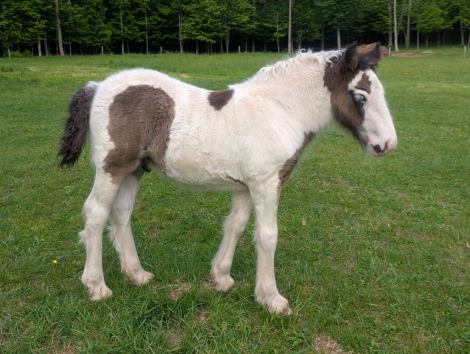 HorseID: 2300004 Mystic Forest Captain Jack Sparrow - PhotoID: 1081367