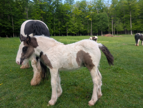 HorseID: 2300004 Mystic Forest Captain Jack Sparrow - PhotoID: 1081368