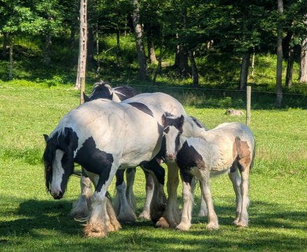 HorseID: 2300004 Mystic Forest Captain Jack Sparrow - PhotoID: 1081369