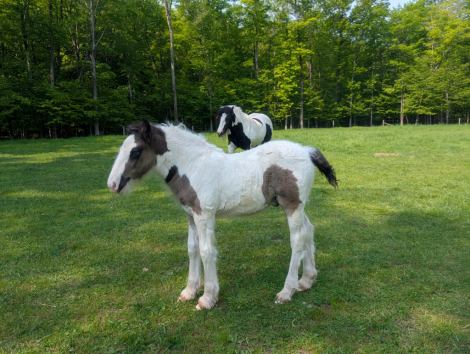 HorseID: 2300004 Mystic Forest Captain Jack Sparrow - PhotoID: 1081370