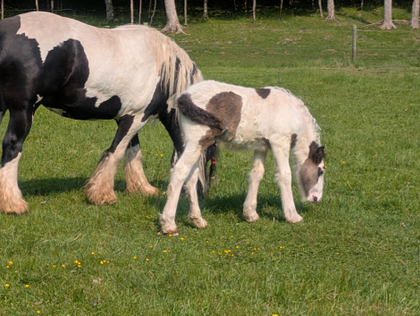HorseID: 2300004 Mystic Forest Captain Jack Sparrow - PhotoID: 1081371