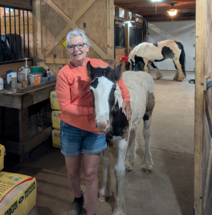 HorseID: 2300004 Mystic Forest Captain Jack Sparrow - PhotoID: 1081372