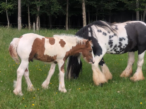 HorseID: 2300005 Mystic Forest Finntastic Gentleman - PhotoID: 1081373