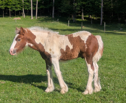 HorseID: 2300005 Mystic Forest Finntastic Gentleman - PhotoID: 1081374