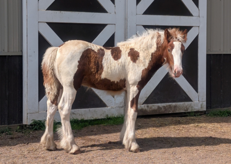 HorseID: 2300005 Mystic Forest Finntastic Gentleman - PhotoID: 1081375