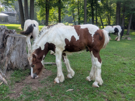 HorseID: 2300005 Mystic Forest Finntastic Gentleman - PhotoID: 1081376