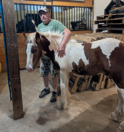 HorseID: 2300005 Mystic Forest Finntastic Gentleman - PhotoID: 1081377