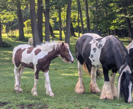 HorseID: 2300005 Mystic Forest Finntastic Gentleman - PhotoID: 1081378