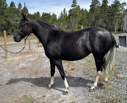 HorseID: 2300014 Midnight - PhotoID: 1081395