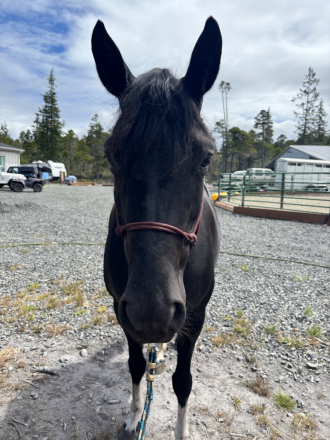 HorseID: 2300014 Midnight - PhotoID: 1081396