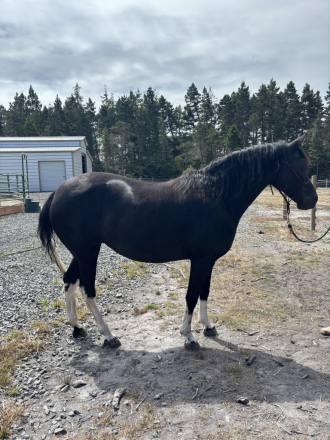 HorseID: 2300014 Midnight - PhotoID: 1081397