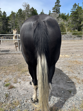 HorseID: 2300014 Midnight - PhotoID: 1081398