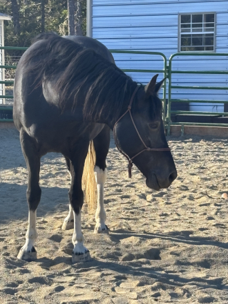 HorseID: 2300014 Midnight - PhotoID: 1081399