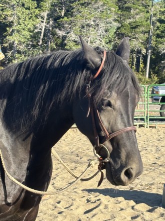 HorseID: 2300014 Midnight - PhotoID: 1081400