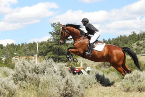 HorseID: 2300032 Bronson PW - PhotoID: 1081429